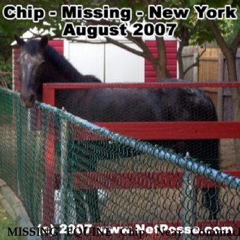 MISSING EQUINE Chip, Near Commack, NY, 00000